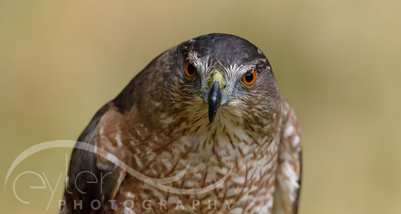 Coopers Hawk