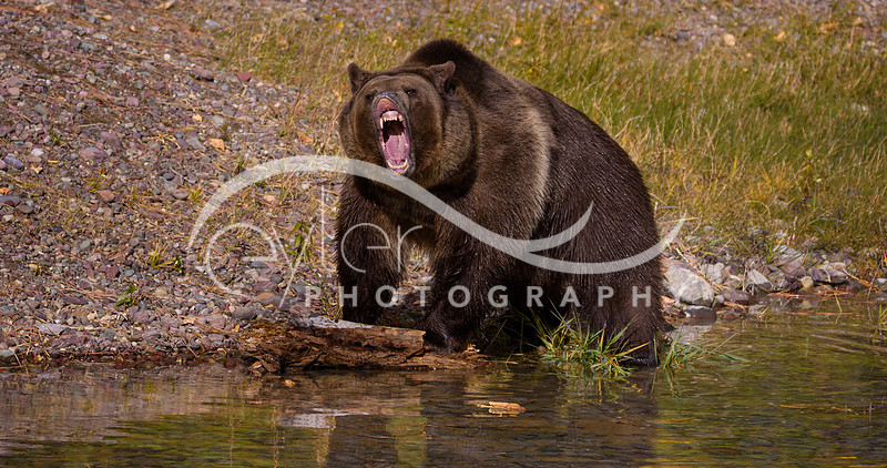 Grizzly Bear near Glacier NP