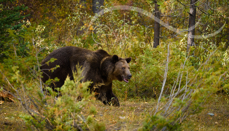 Grizzly Bear near Glacier NP