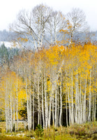 Aspens with First Snow