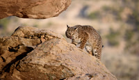 Bobcat