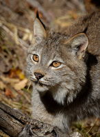Canadian Lynx