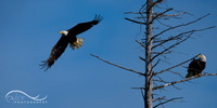 Bald Eagle in Homer, Alaska