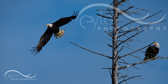 Bald Eagle in Homer, Alaska