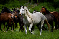 Horses and Wranglers