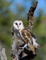 Barn Owl