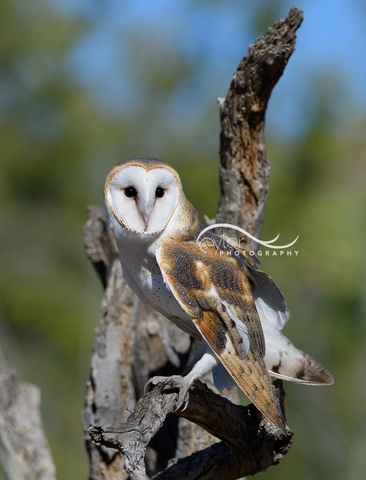 Barn Owl