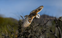 Barn Owl
