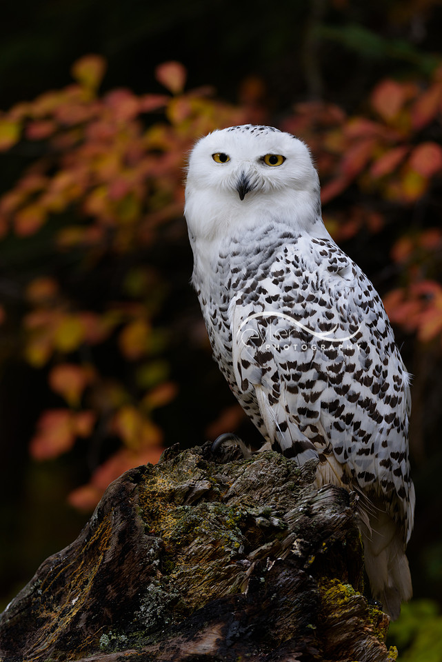 Snowy Owl