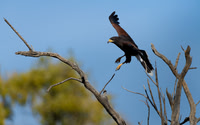 Harris Hawk