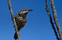 Cactus Wren