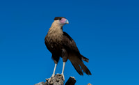 Northern Crested Cara Cara