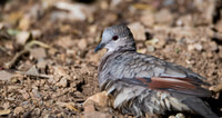 Inca Dove