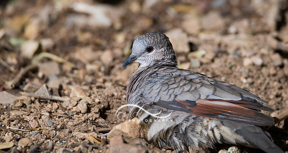 Inca Dove