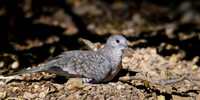 Inca Dove