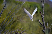 Barn Owl