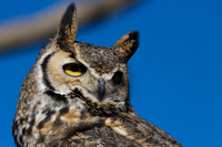 Great Horned Owl