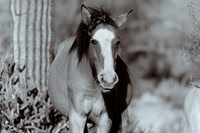 Salt River Wild Horse