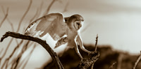 Barn Owl