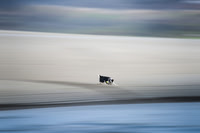 Dog Playing fetch on an Oregon Beach