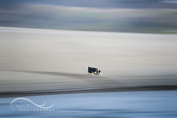 Dog Playing fetch on an Oregon Beach
