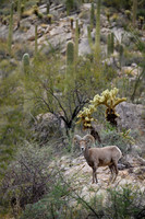 Big Horn Sheep in Catalina Mts.- Tucson