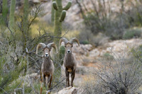 Big Horn Sheep in Catalina Mts.- Tucson