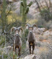Big Horn Sheep in Catalina Mts.- Tucson