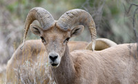 Big Horn Sheep in Catalina Mts.- Tucson