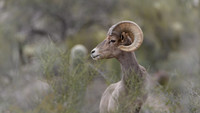 Big Horn Sheep in Catalina Mts.- Tucson