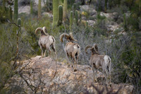 Big Horn Sheep in Catalina Mts.- Tucson