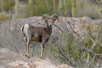Big Horn Sheep