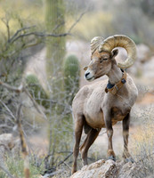 Big Horn Sheep in Catalina Mts.- Tucson