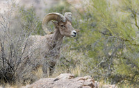 Big Horn Sheep in Catalina Mts.- Tucson