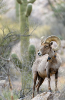 Big Horn Sheep in Catalina Mts.- Tucson