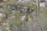 Big Horn Sheep in Catalina Mts.- Tucson