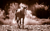 Wild Horse