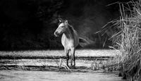 Wild Horse