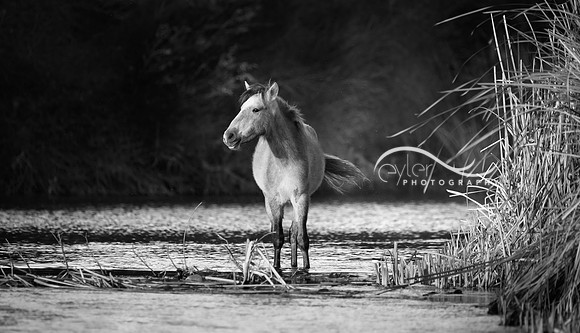 Wild Horse