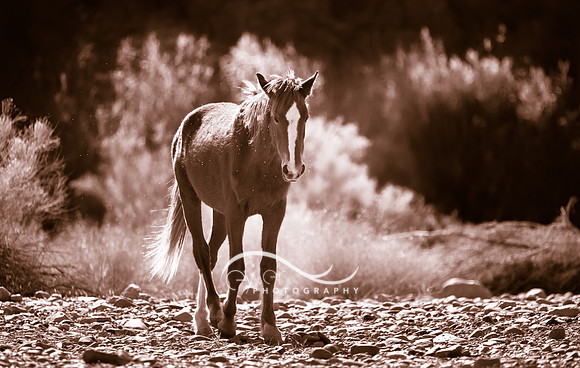 Wild Horse