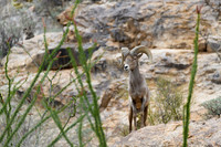 Big Horn Sheep in Catalina Mts.- Tucson