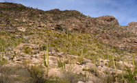 Catalina Mts. with a Big Horn Sheep in lower left of center