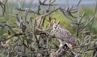 Great Horned Owl