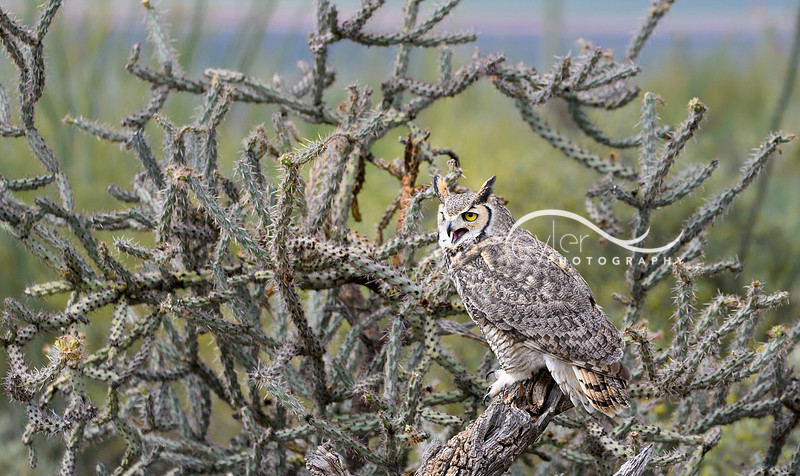 Great Horned Owl