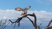 Great Horned Owl