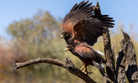 Harris Hawks