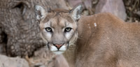 Mountain Lion