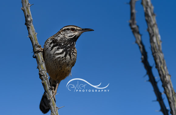 Cactus Wren