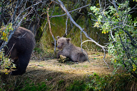 Brown Bear Cub in Kenai, Alaska