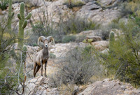 Big Horn Sheep in Catalina Mts. - Tucson